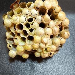 アシナガバチの巣