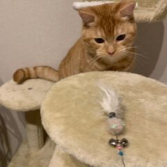 9か月オスの長足マンチカン　クリームタビー色で健康です！ - 小山市