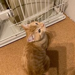 9か月オスの長足マンチカン　クリームタビー色で健康です！ - 猫