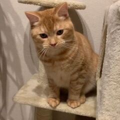 9か月オスの長足マンチカン　クリームタビー色で健康です！ − 栃木県