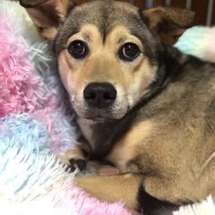 野犬の仔犬『しず』優しく時間をかけてゆっくりと馴らしていける方