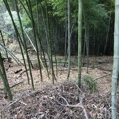 竹お好きなだけお譲りします！②
