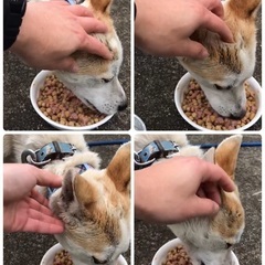 里親決定　　🆘保健所収容🐶1か月位徘徊していた人馴れ🙆‍♀️まだ若そうな可愛い男の子【県外譲渡可】僕と家族になってください🍀 - 里親募集