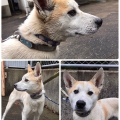 里親決定　　🆘保健所収容🐶1か月位徘徊していた人馴れ🙆‍♀️まだ若そうな可愛い男の子【県外譲渡可】僕と家族になってください🍀 - 壱岐市