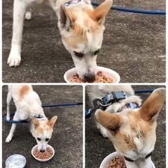 里親決定　　🆘保健所収容🐶1か月位徘徊していた人馴れ🙆‍♀️まだ若そうな可愛い男の子【県外譲渡可】僕と家族になってください🍀 − 長崎県