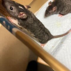 ファンシーラットの里親募集してます！