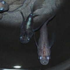 画像現物 白虎ヒレ長ダルマメダカ めだか5匹