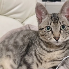 約5ヶ月の猫ちゃん♂ こちらから伺います。