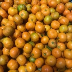 完熟シークワーサー　1kg 有機肥料栽培