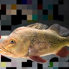 大型魚　キクラ　一部決まりました。まもなく終了します。