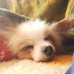 老犬のおむつを下さい