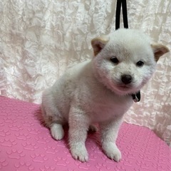白柴♡