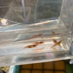 赤いミナミヌマエビ　稚エビ
10匹の画像