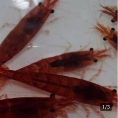 赤いミナミヌマエビ　稚エビ
10匹の画像