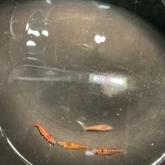 赤いミナミヌマエビ　稚エビ
10匹の画像