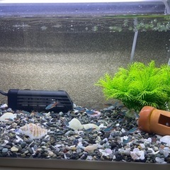 熱帯魚はじめました！