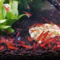 チェリーシュリンプ１５匹の画像