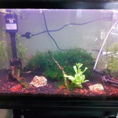 チェリーシュリンプ１５匹の画像