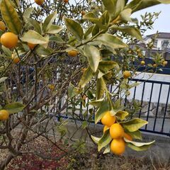 無農薬・自家製きんかん