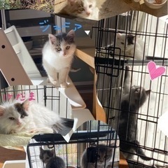 ◎一旦掲載保留します◎ お庭で保護した３兄弟の子猫ちゃん☺︎