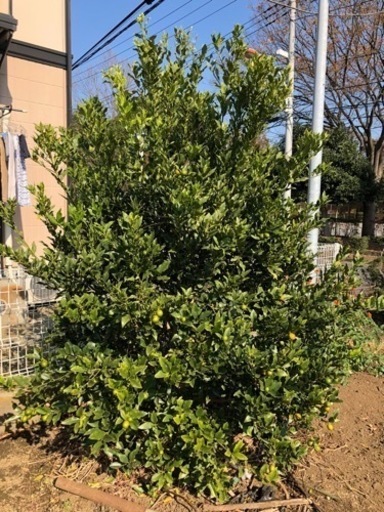 キンカン　ぷちまる