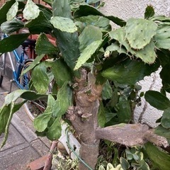 お譲り先決まりました✴︎ウチワサボテン