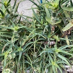 アロエ