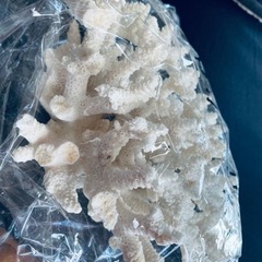 サンゴのオブジェの画像