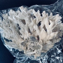 サンゴのオブジェの画像