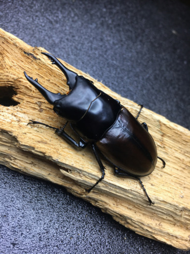 ご購入ありがとうございました！★即ブリ可ハスタート亜種ナカゴメイ★F4ペア