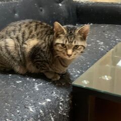 急募！猫ちゃんの里親探してます！①