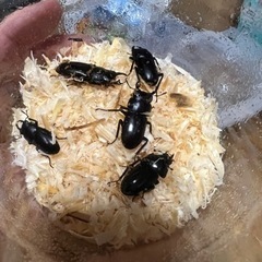 取引中！リュウキュウコクワ