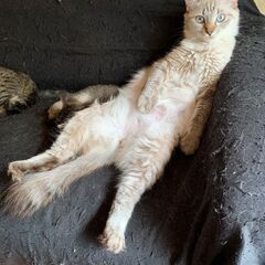 急募！猫ちゃんの里親探してます！②