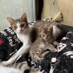 急募！猫ちゃんの里親探してます！③
