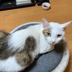 急募！猫ちゃんの里親探してます！④