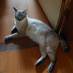 急募！猫ちゃんの里親探してます！⑤