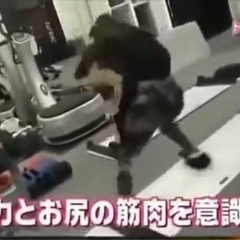 スライドボード <balance1> 自宅で筋トレ 運動の画像