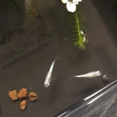 虹筋　めだか3匹　綺麗なメダカです。