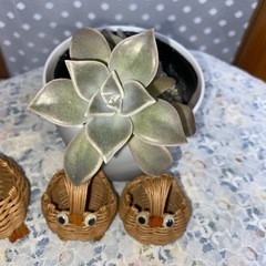 多肉植物　朧月　& フクロウ3個の画像
