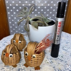 多肉植物　朧月　& フクロウ3個の画像
