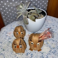 多肉植物　朧月　& フクロウ3個の画像