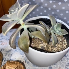 多肉植物　朧月　& フクロウ3個の画像