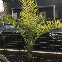 植物仲間探してます😊　観葉植物、多肉植物の画像