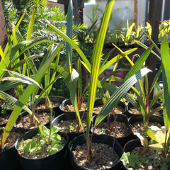 植物仲間探してます😊　観葉植物、多肉植物 - 松阪市