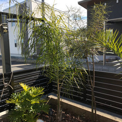 植物仲間探してます😊　観葉植物、多肉植物 - 友達