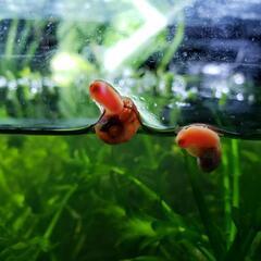 大好評　アクアリウム　ラムズホーン　10匹　ピンク色の可愛い水槽のお掃除屋さん。の画像