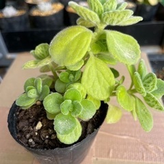 多肉植物　アロマティカス
