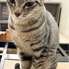 至急で里親募集！！サバトラのメス♀✨生後７ヶ月 - 猫