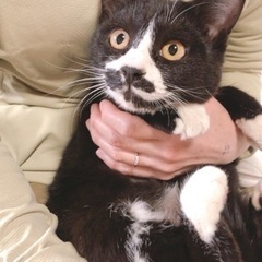 めす猫ちゃん　避妊手術・ワクチン済み