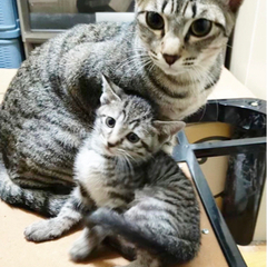 至急で里親募集！！サバトラのメス♀✨生後７ヶ月